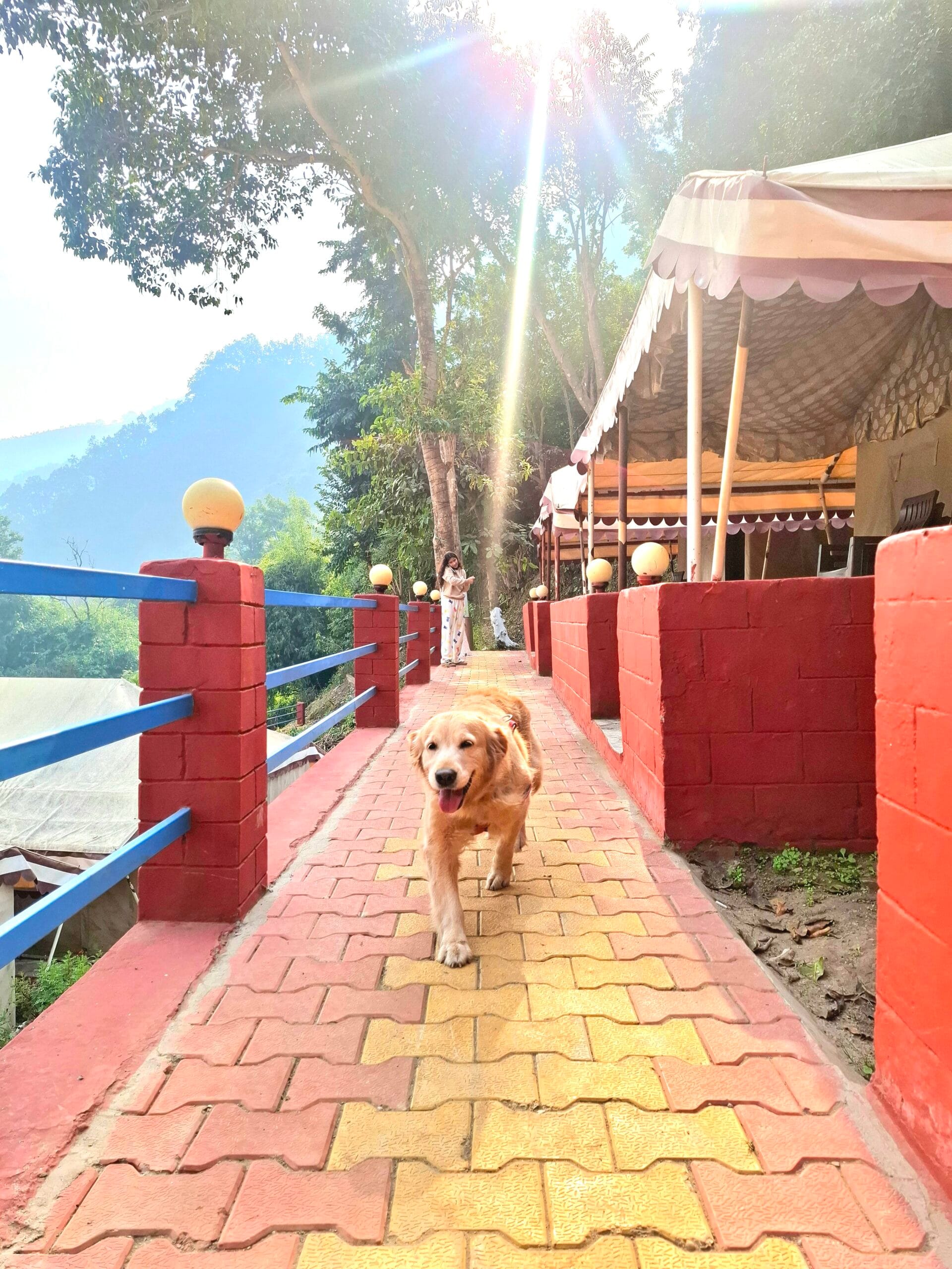 Best Pet Friendly Resort In Rishikesh 2026