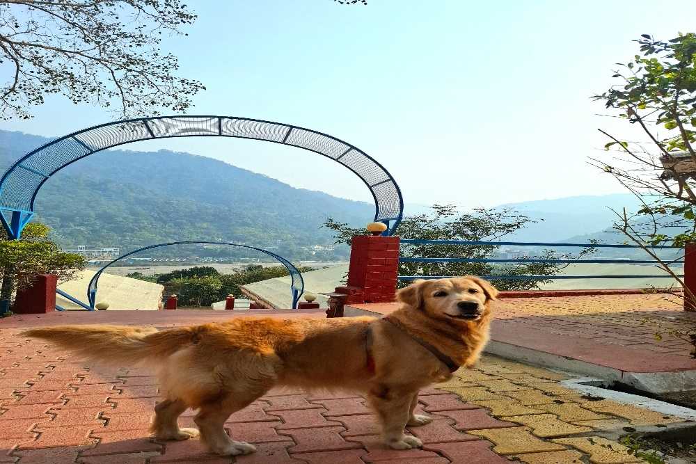 Best Pet Friendly Resort In Rishikesh 2026