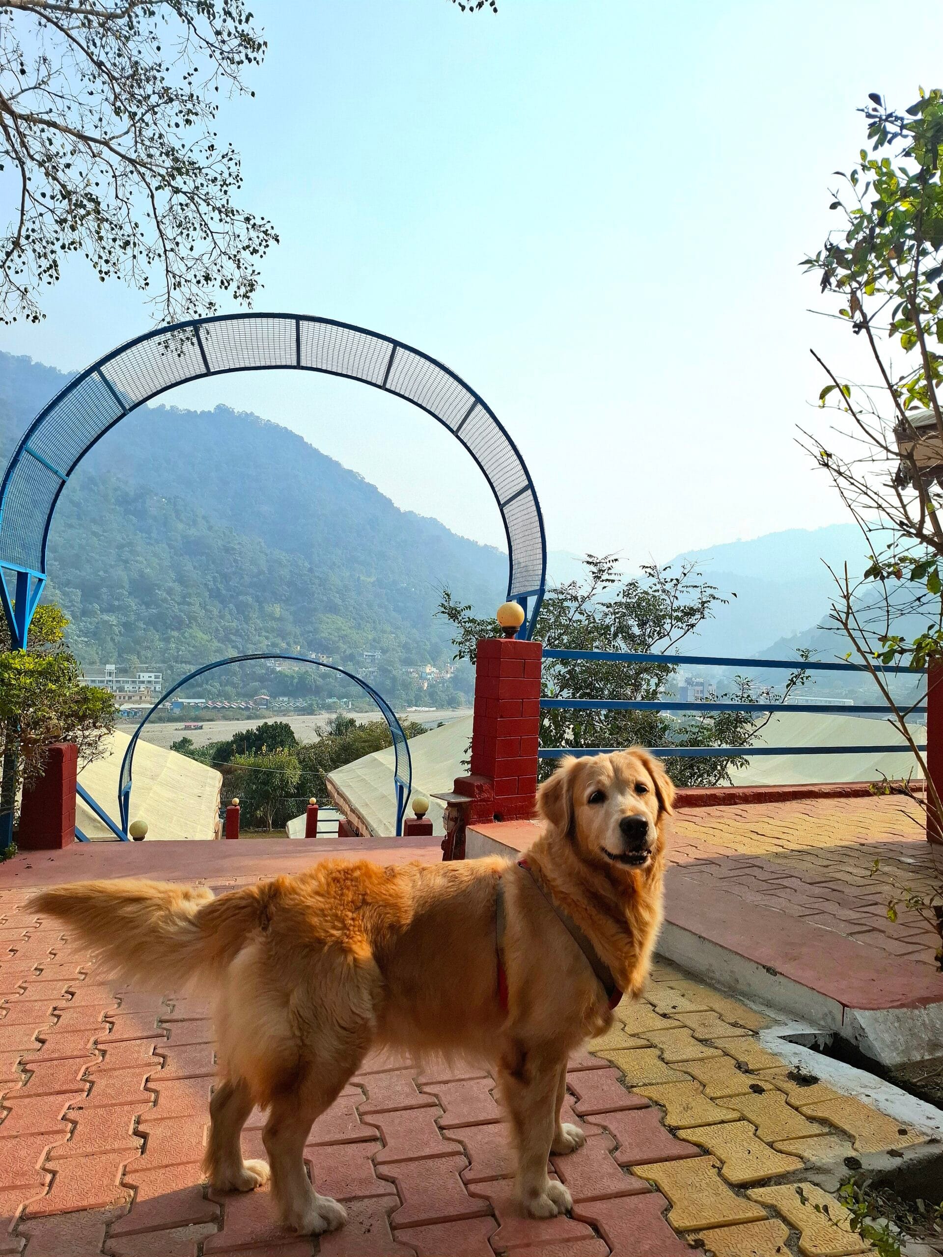 Best Pet Friendly Resort In Rishikesh